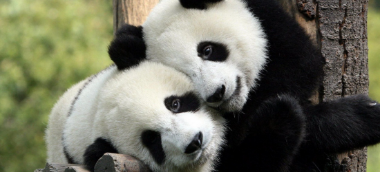 Сі Цзіньпін пообіцяв США прислати нових панд 